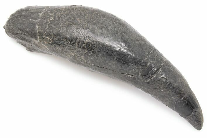 Fossil Sperm Whale (Scaldicetus) Tooth - South Carolina #198795